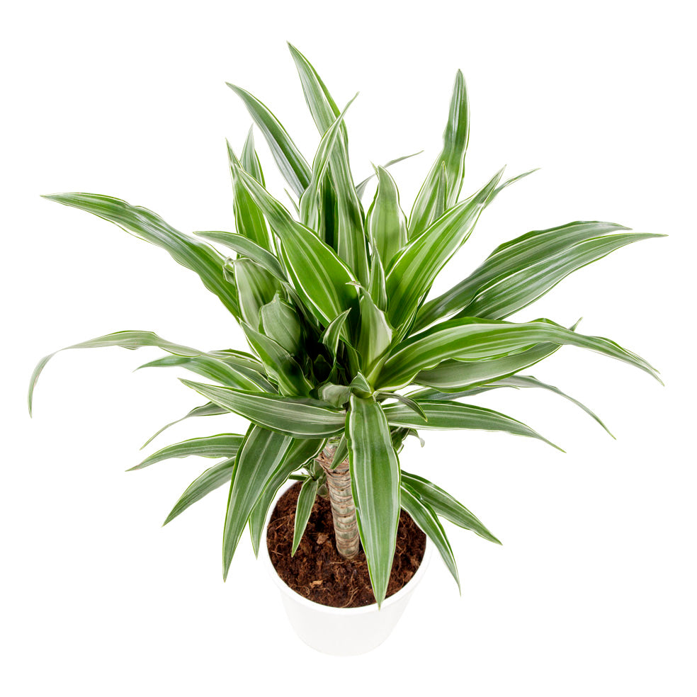 Dracaena Fragrans 'Warneckii'