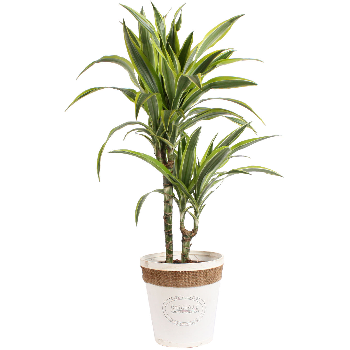 Dracaena 'lemon lime' in witte chipwood pot