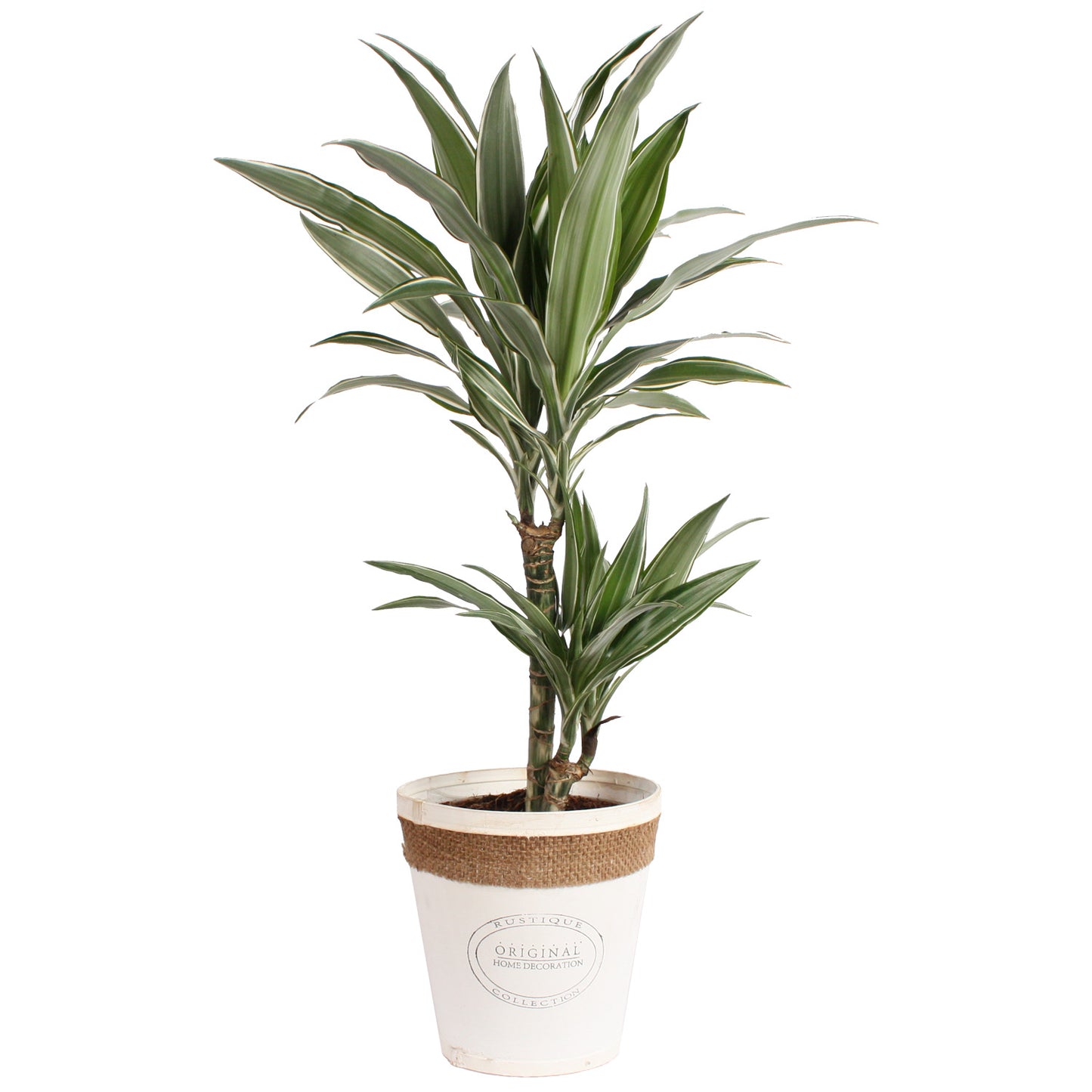 Dracaena Warneckei in witte chipwood pot