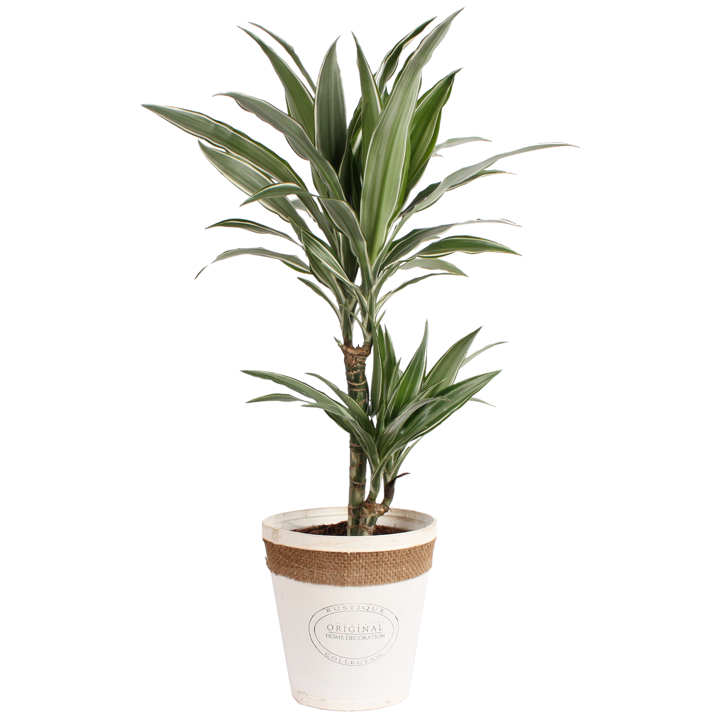 Dracaena Warneckei in witte chipwood pot