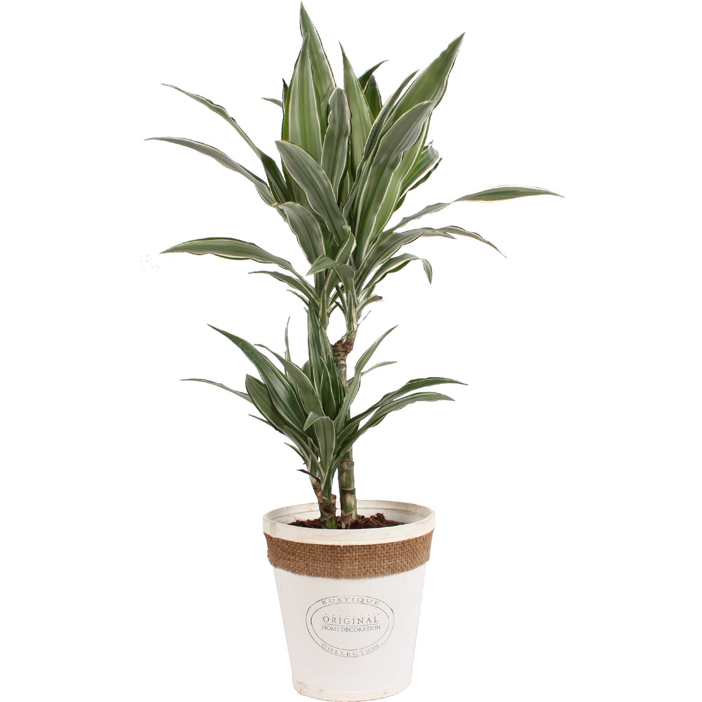 Dracaena Warneckei in witte chipwood pot