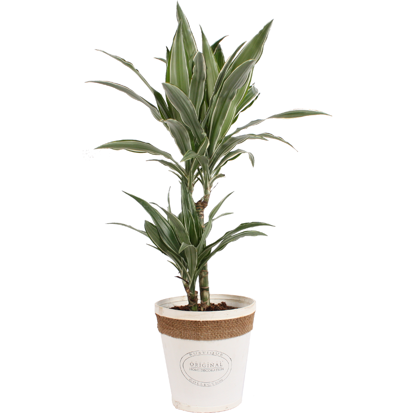 Dracaena Warneckei in witte chipwood pot