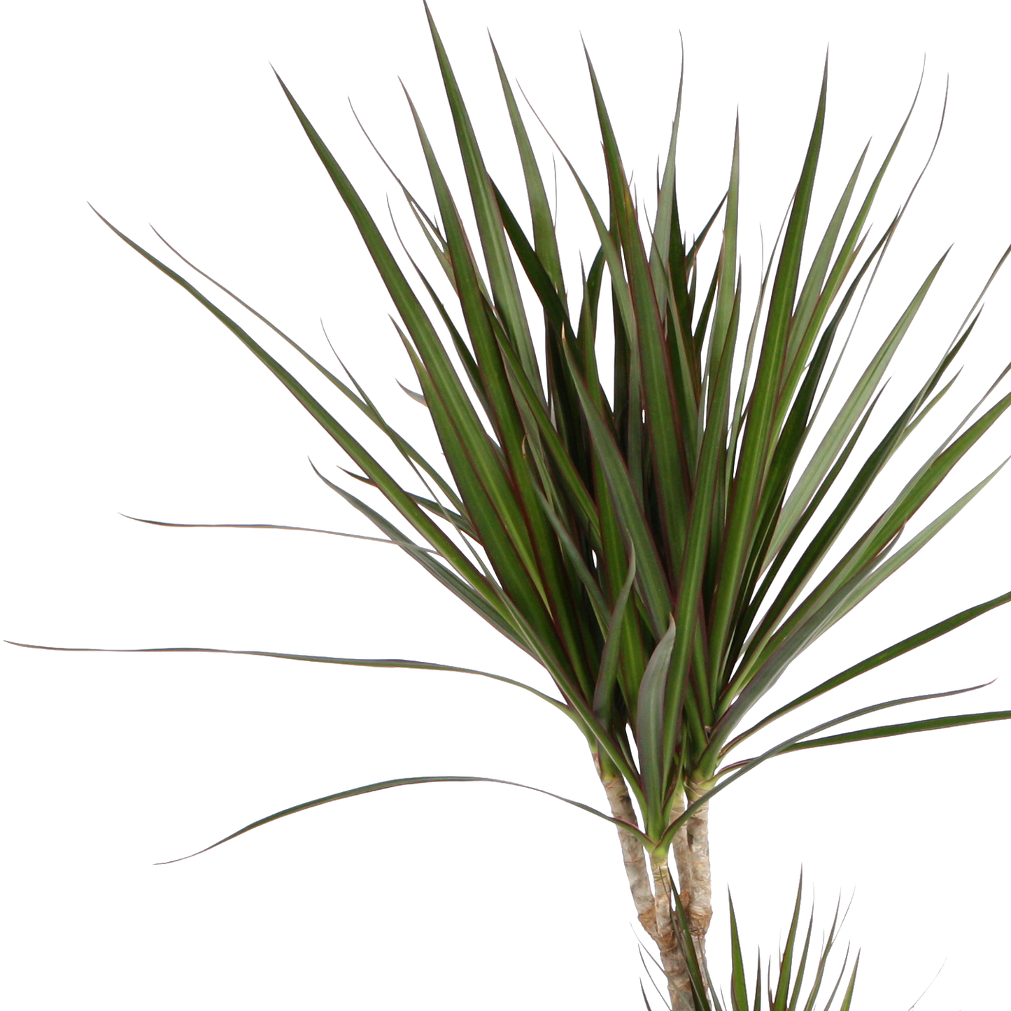 Dracaena Marginata in grijze chipwood pot