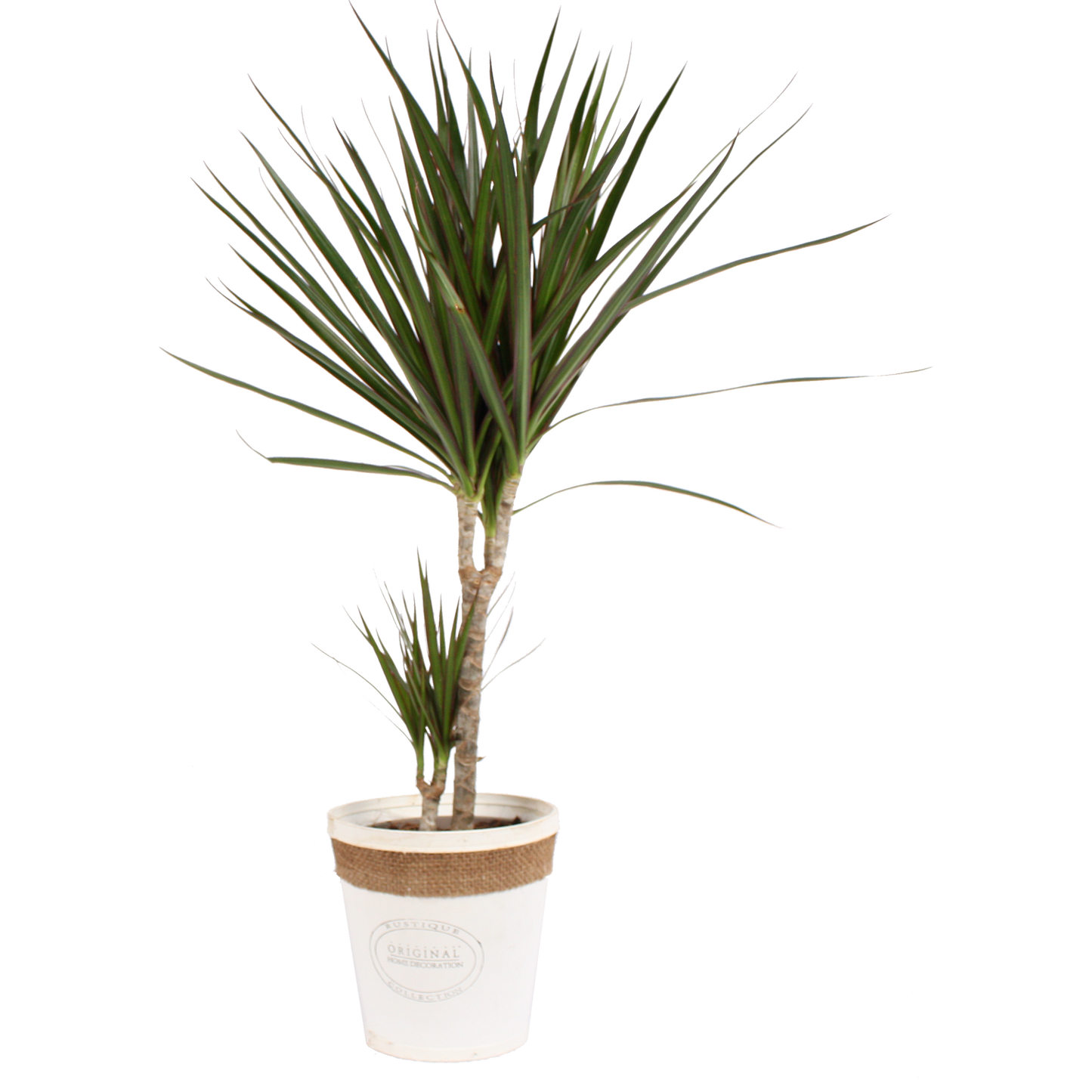Dracaena Marginata in witte chipwood pot