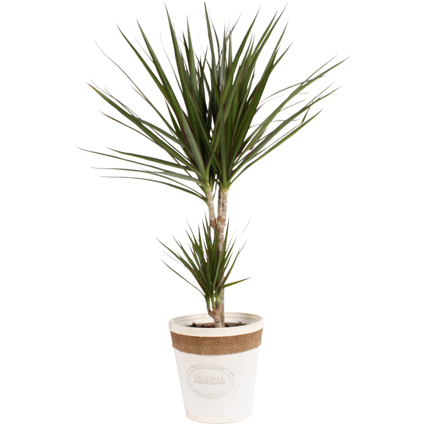 Dracaena Marginata in witte chipwood pot