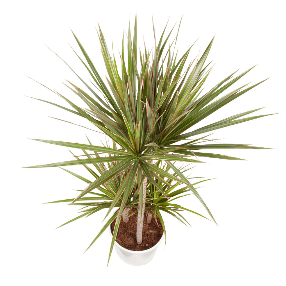 Dracaena 'Bicolour'