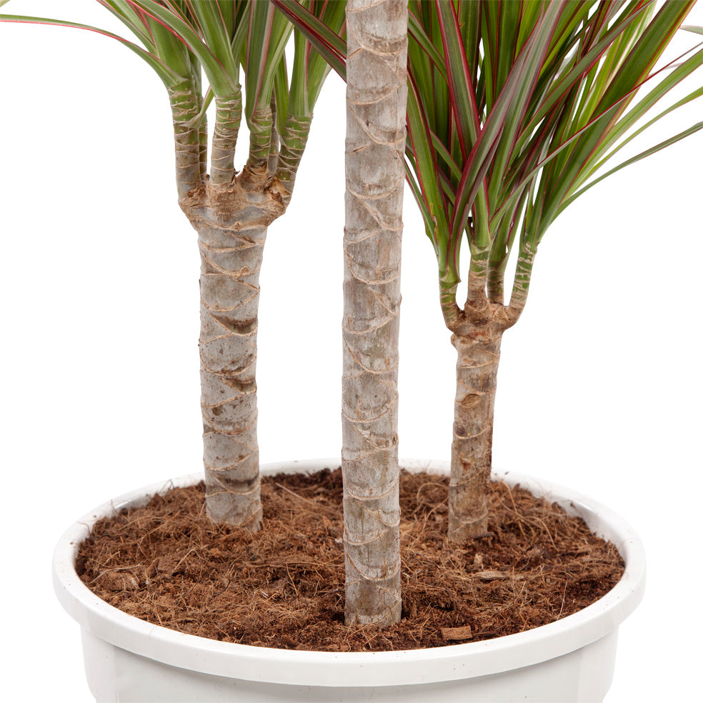 Dracaena 'Bicolour'