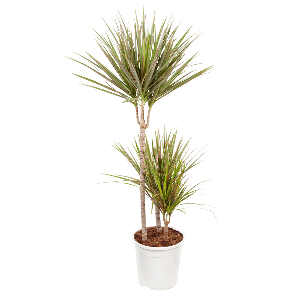 Dracaena 'Bicolour'