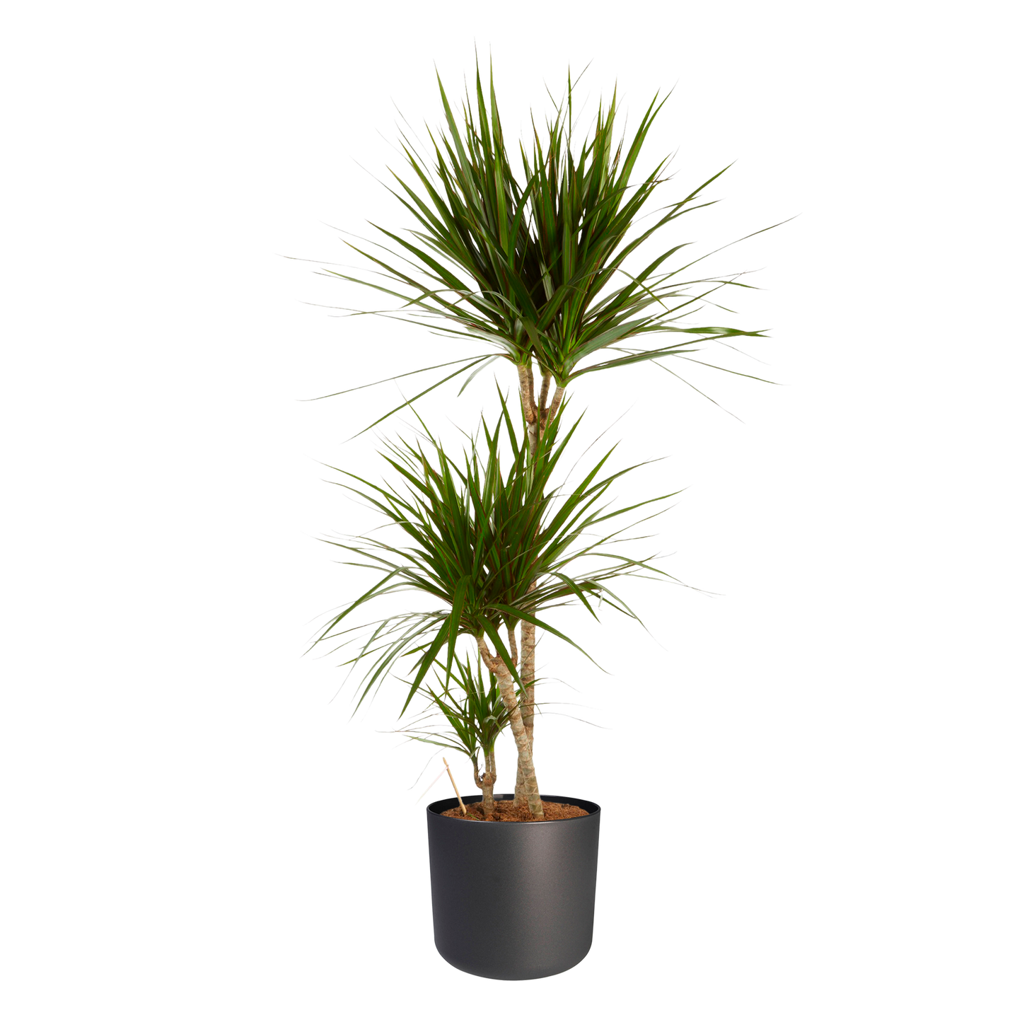 Dracaena Marginata in ® ELHO b.for soft sierpot