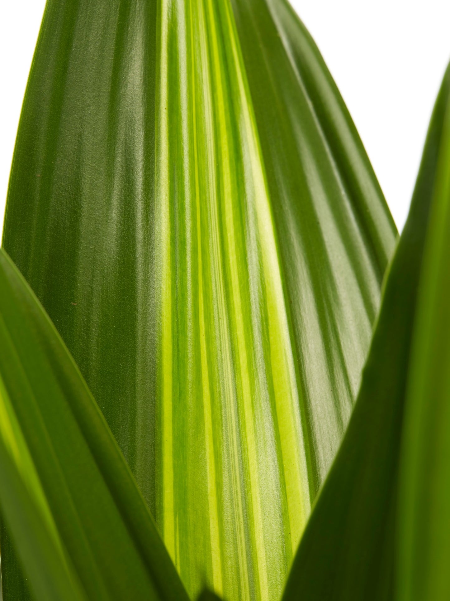 Dracaena Burley