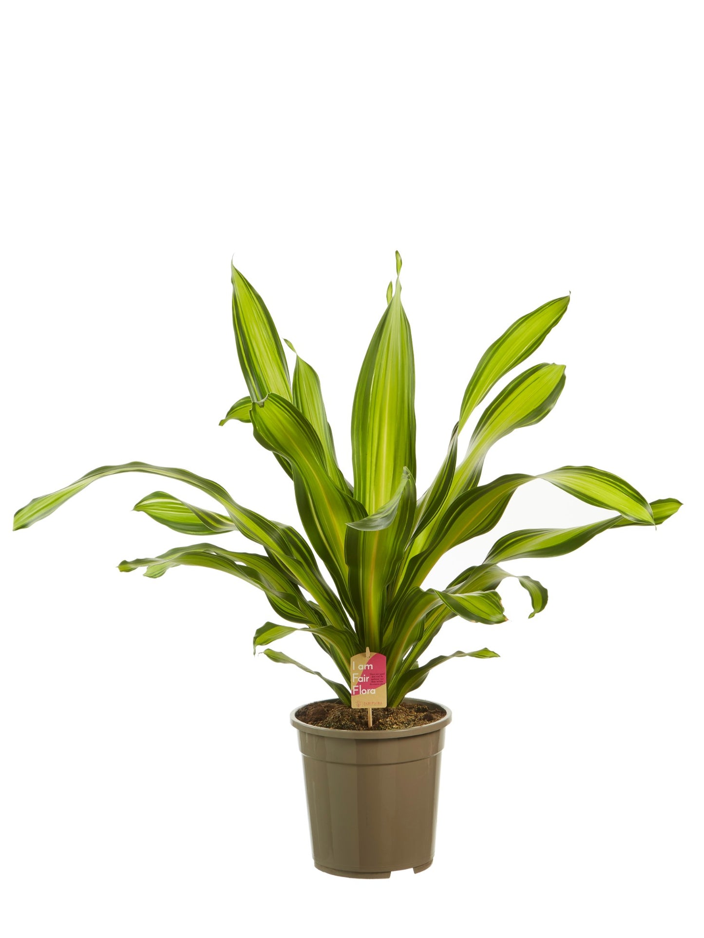 Dracaena Charley
