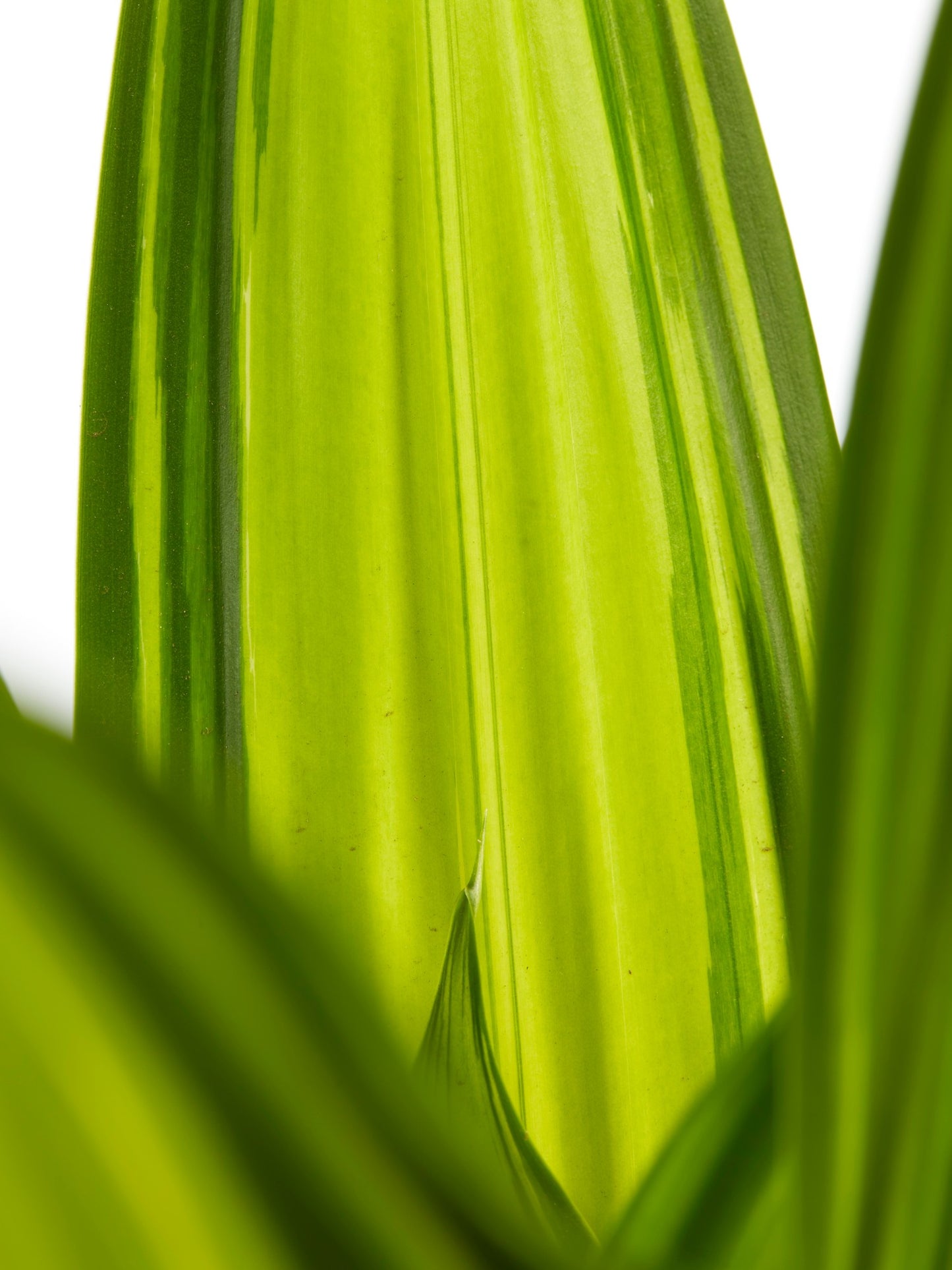 Dracaena Charley