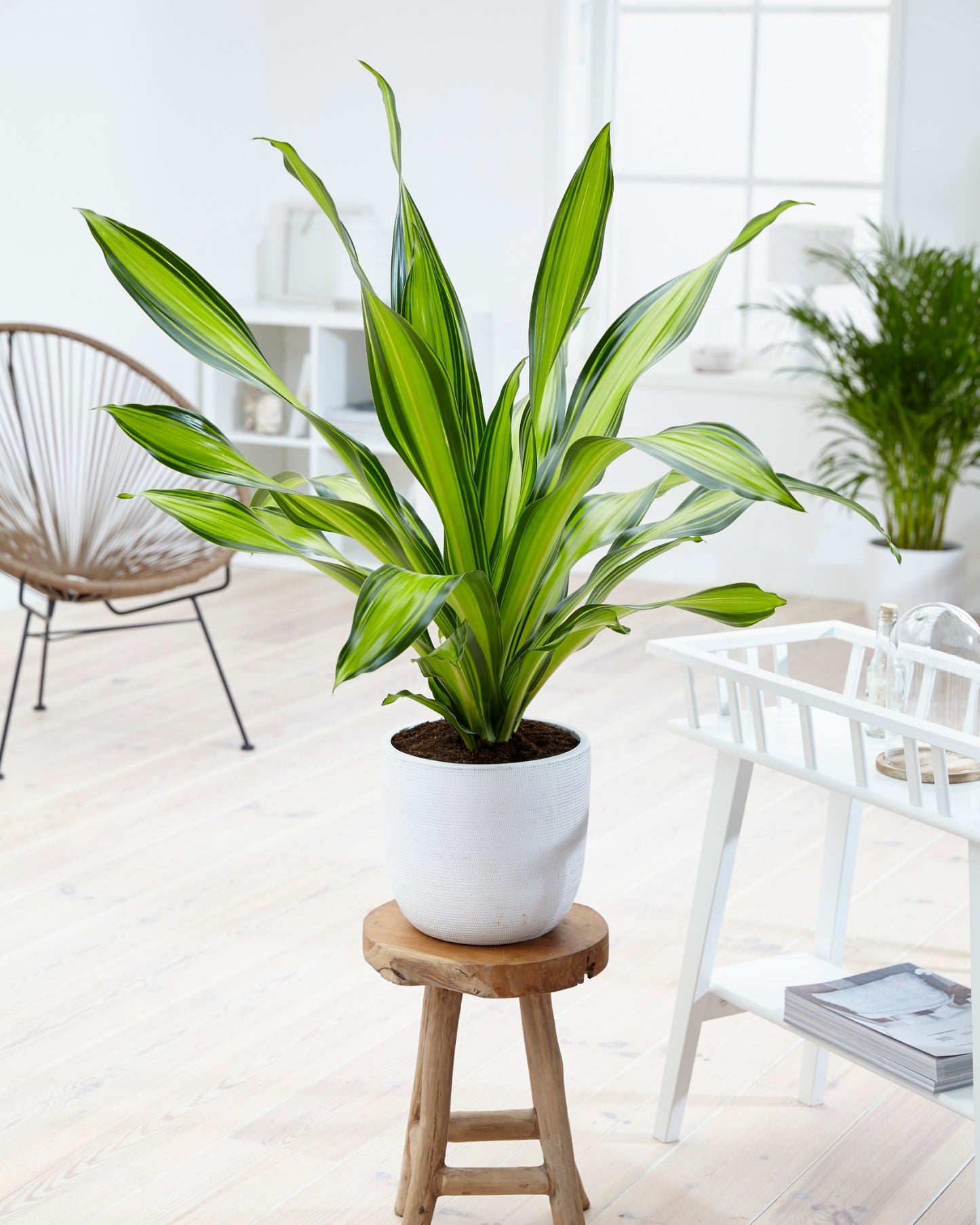 Dracaena Charley
