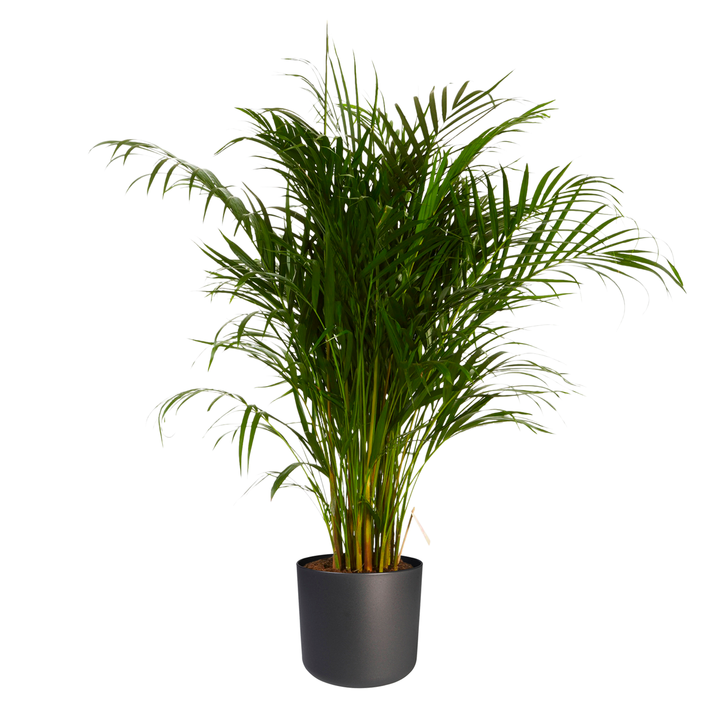 Goudpalm in ® ELHO b.for soft sierpot