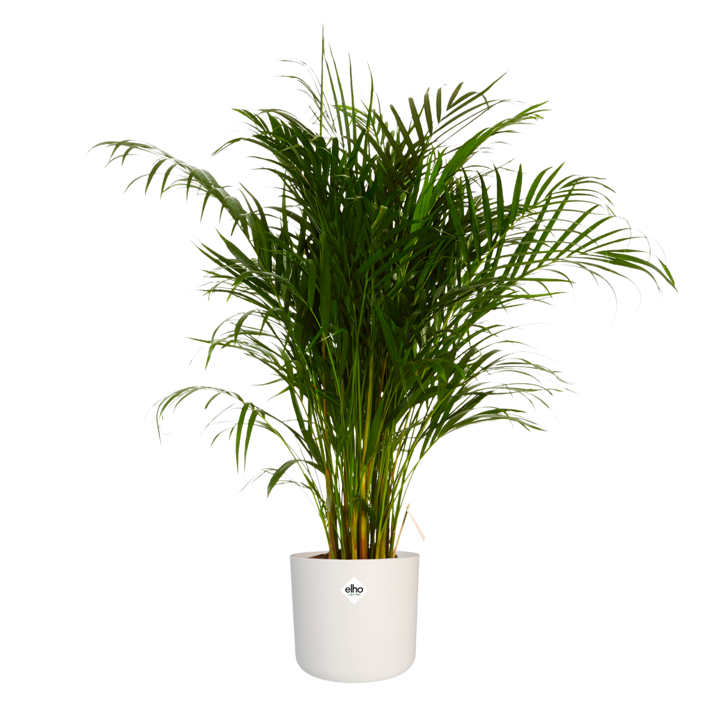 Goudpalm in ® ELHO b.for soft sierpot