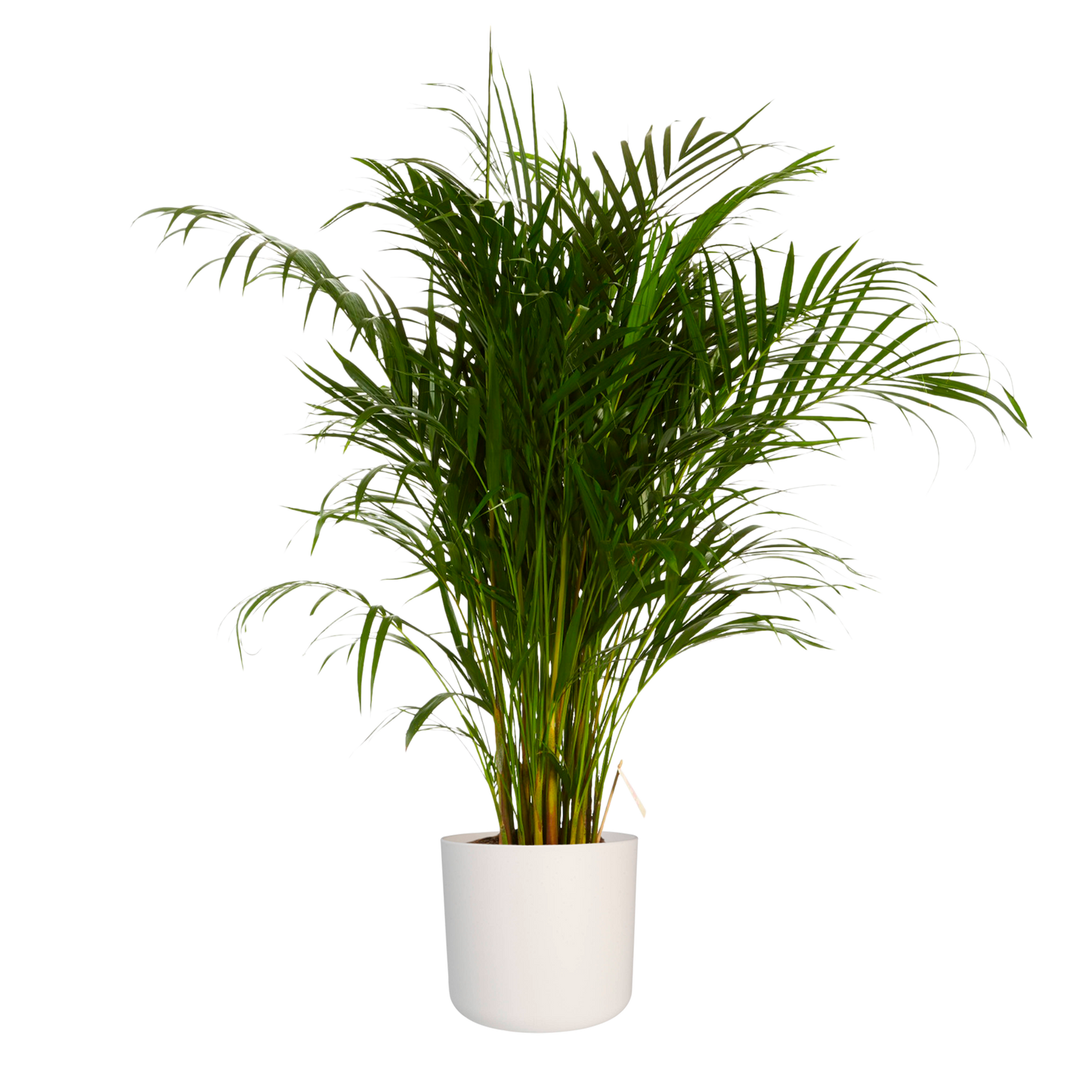Goudpalm in ® ELHO b.for soft sierpot