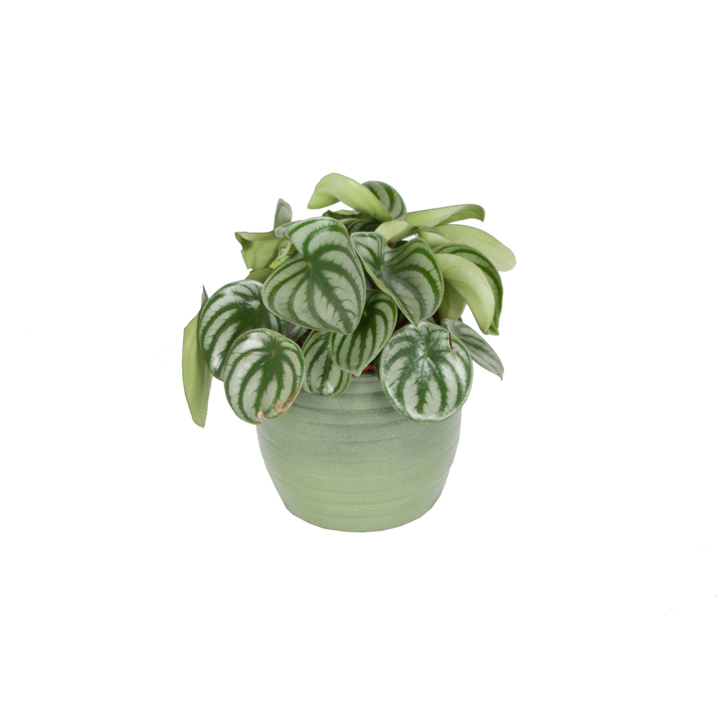 Trio, Begonia maculata, Pilea peperomioides en Peperomia Argyreia