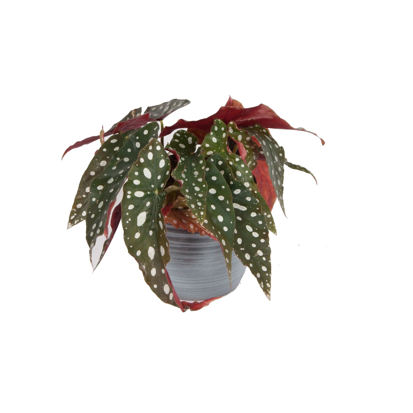 Trio, Begonia maculata, Pilea peperomioides en Peperomia Argyreia
