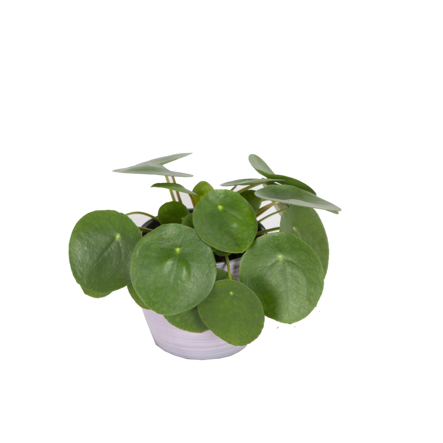 Trio, Begonia maculata, Pilea peperomioides en Peperomia Argyreia