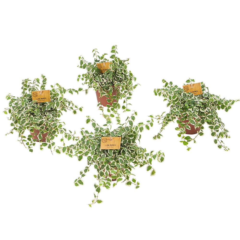 Ficus pumila5