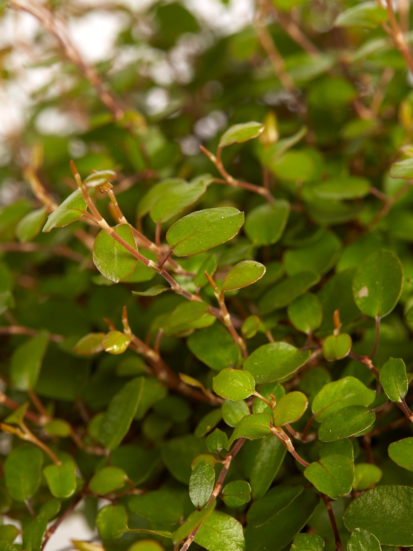 Muehlenbeckia