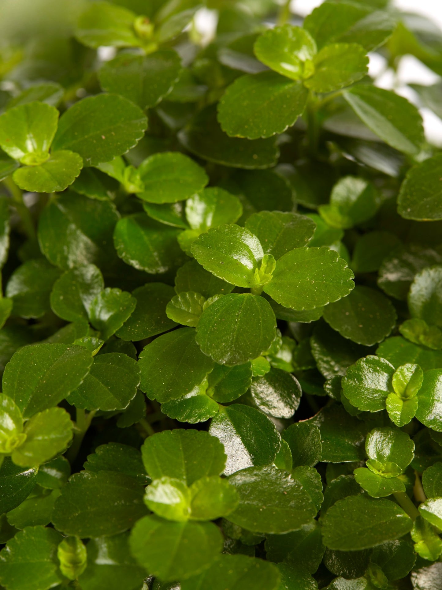 Pilea depressa Sao Paulo
