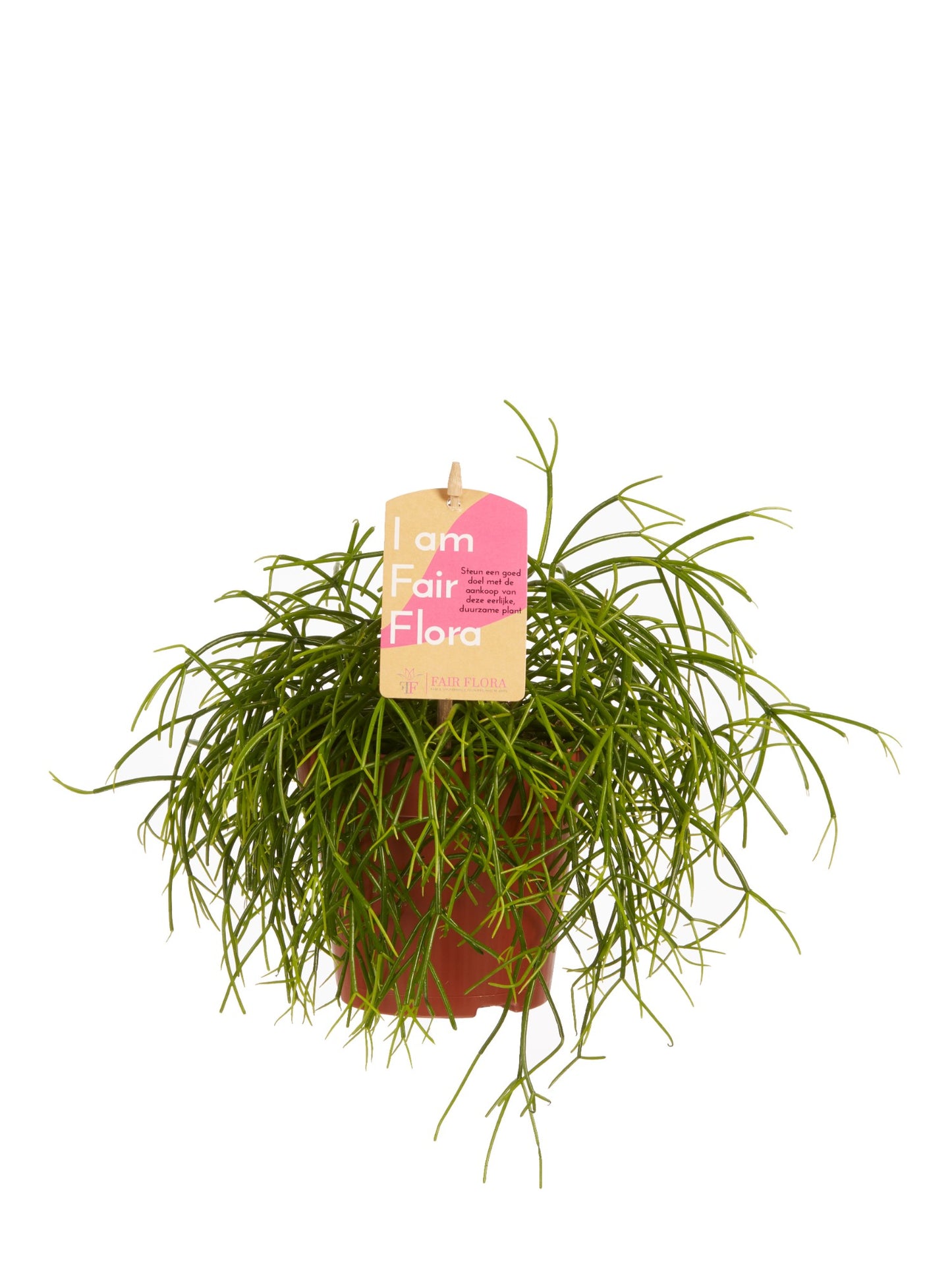 Rhipsalis cashero