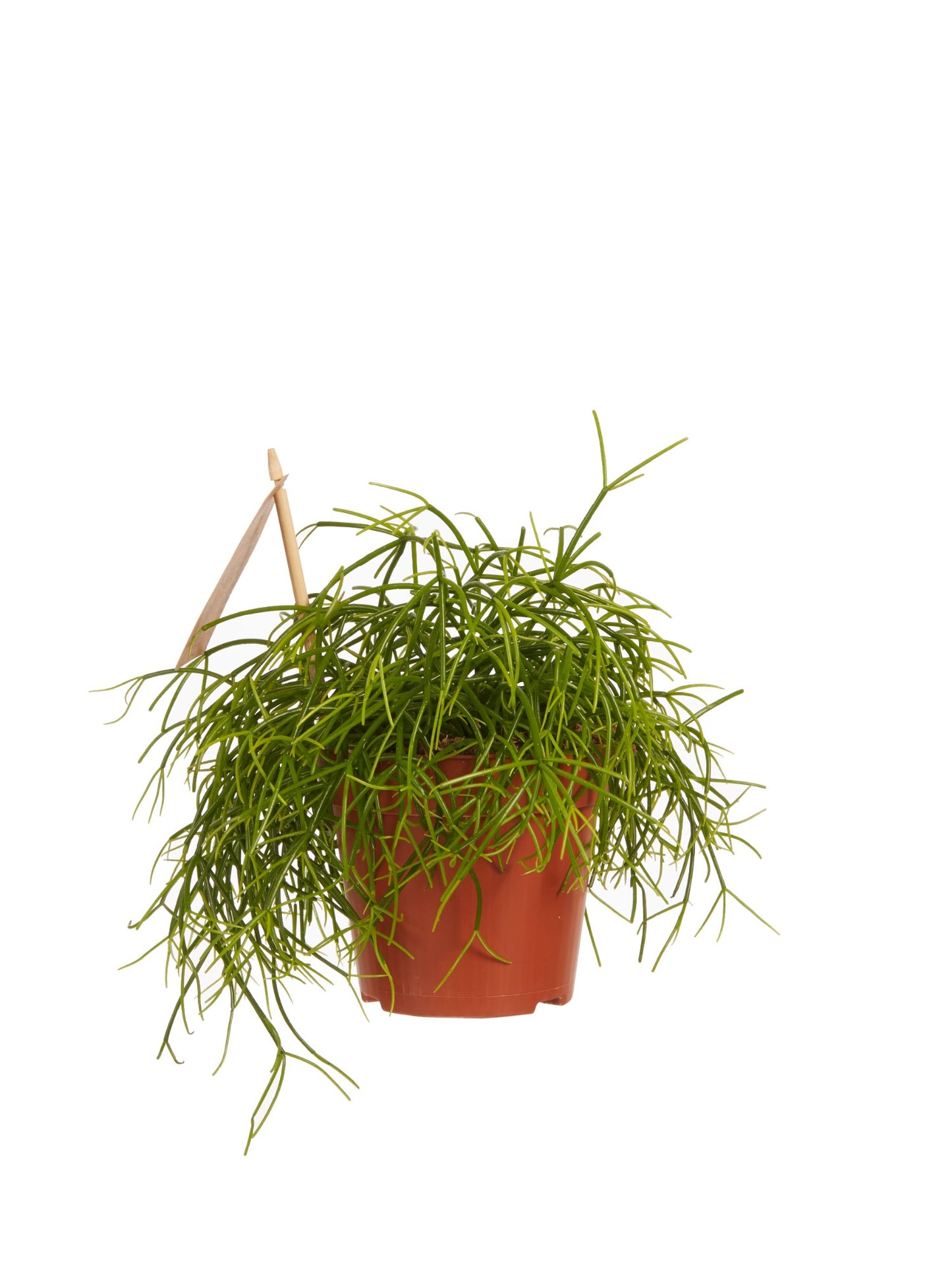 Rhipsalis cashero