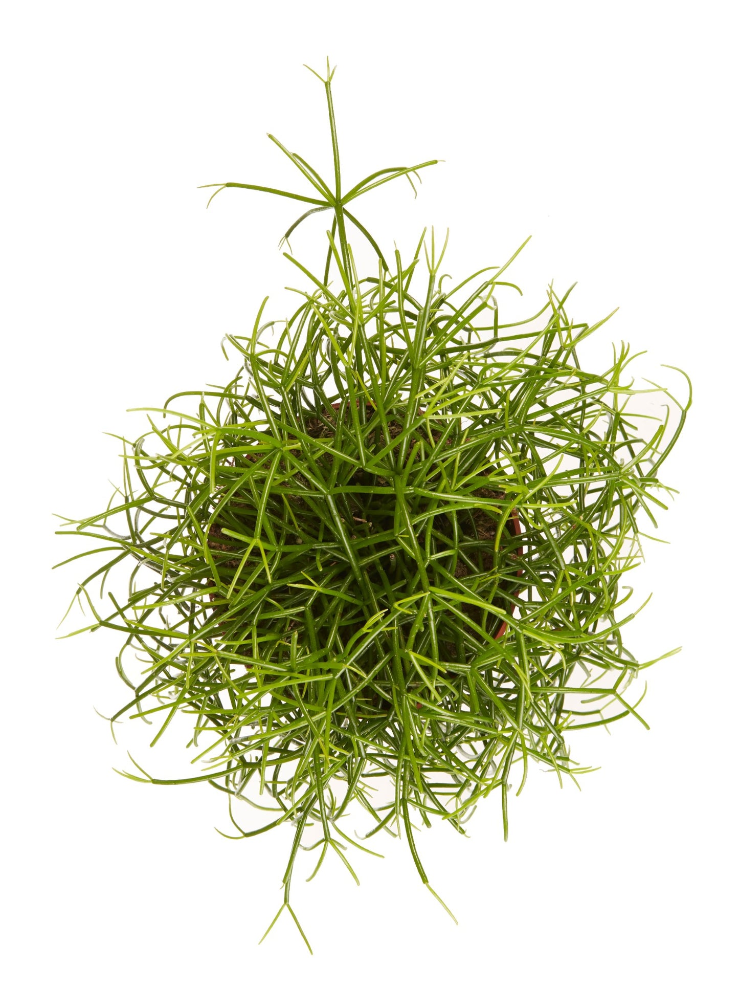 Rhipsalis cashero