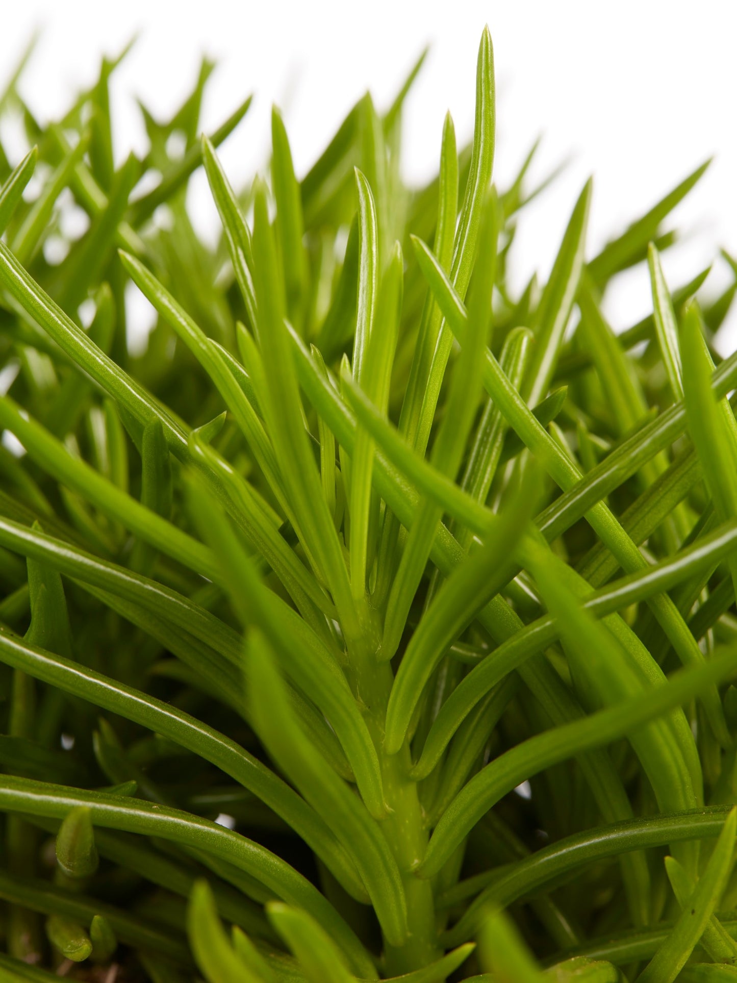 Senecio archeri himalaya