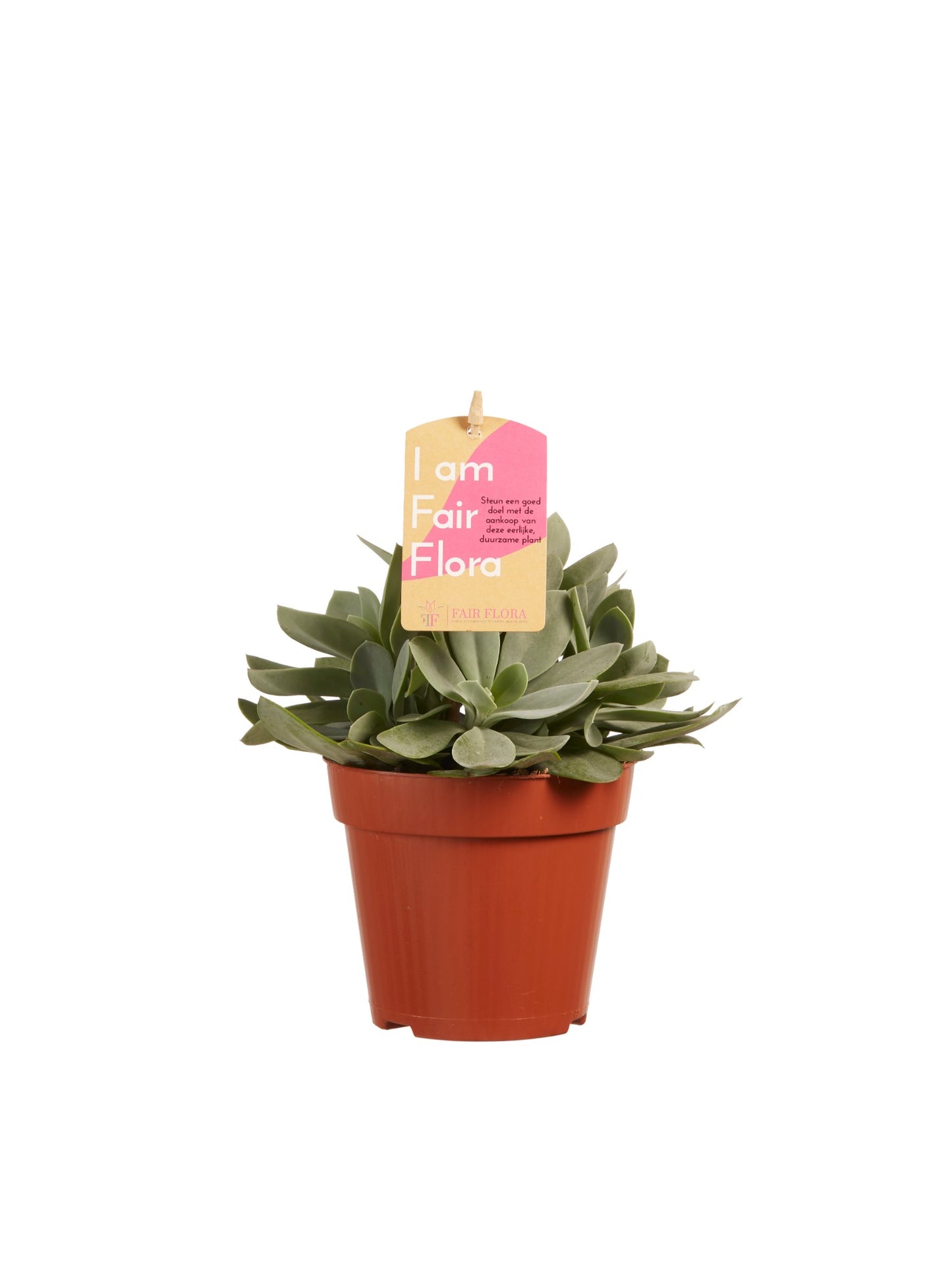 Senecio cephalophorus