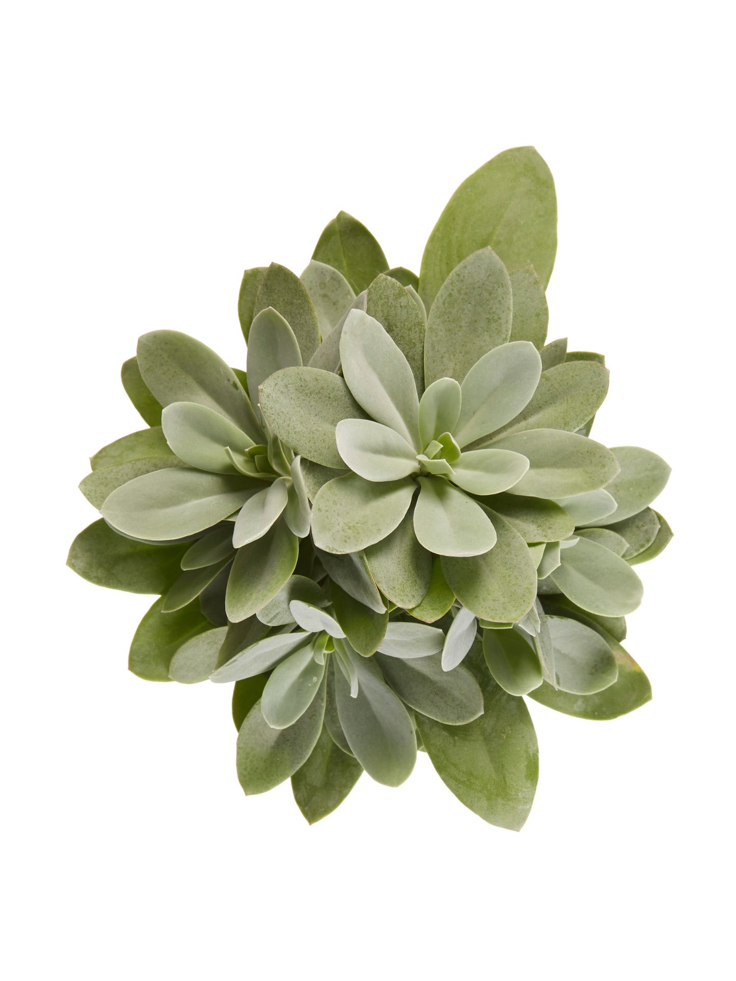 Senecio cephalophorus