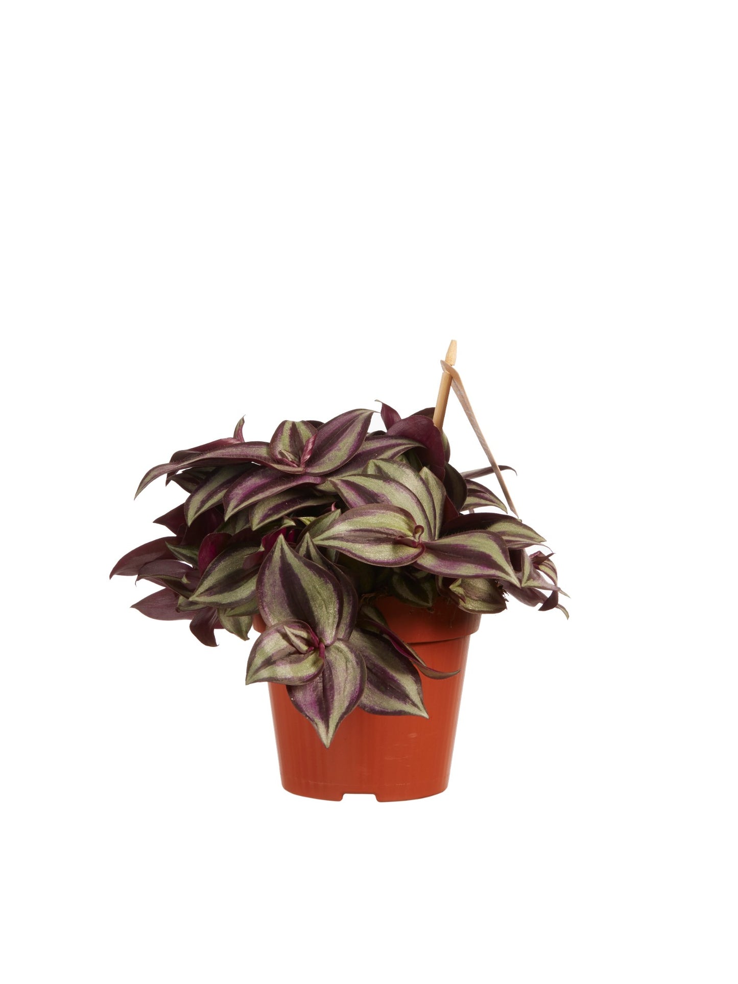 Tradescantia zebrina