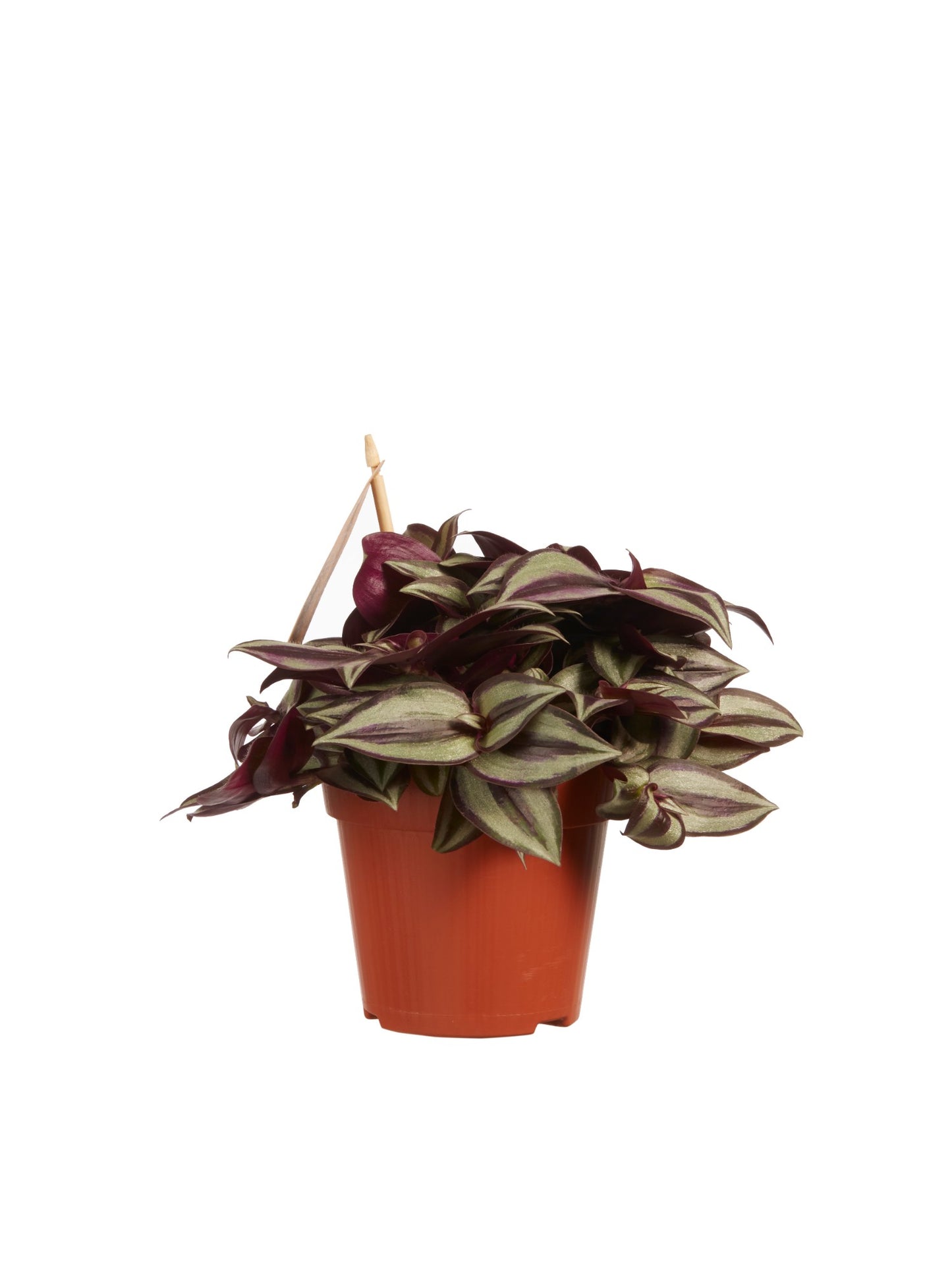 Tradescantia zebrina