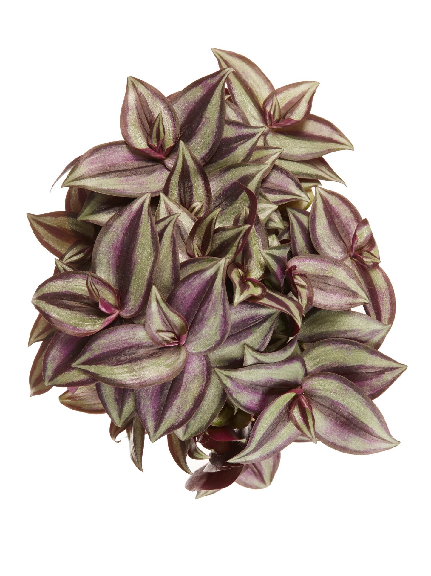 Tradescantia zebrina