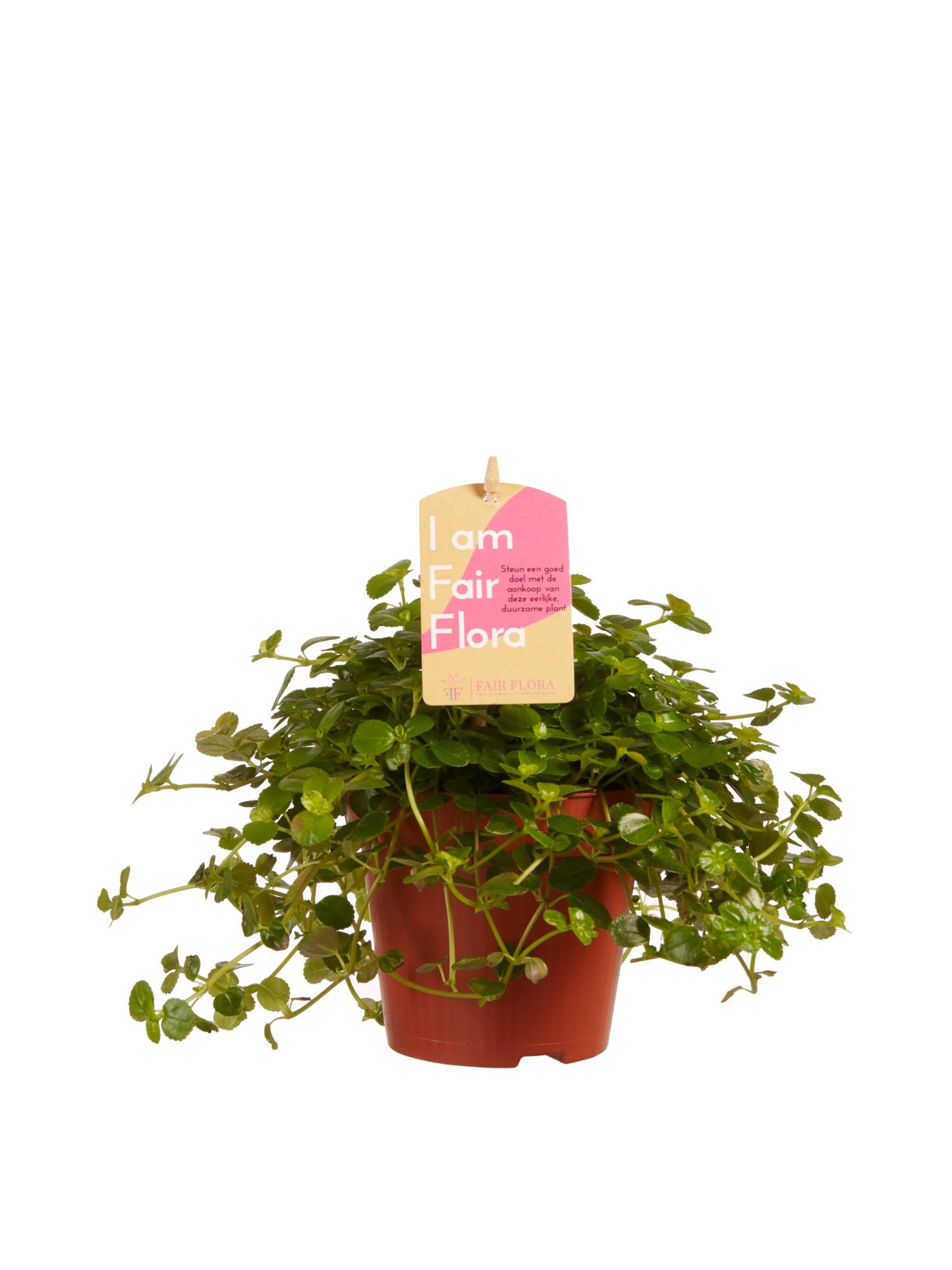 Pilea depressa Sao Paulo
