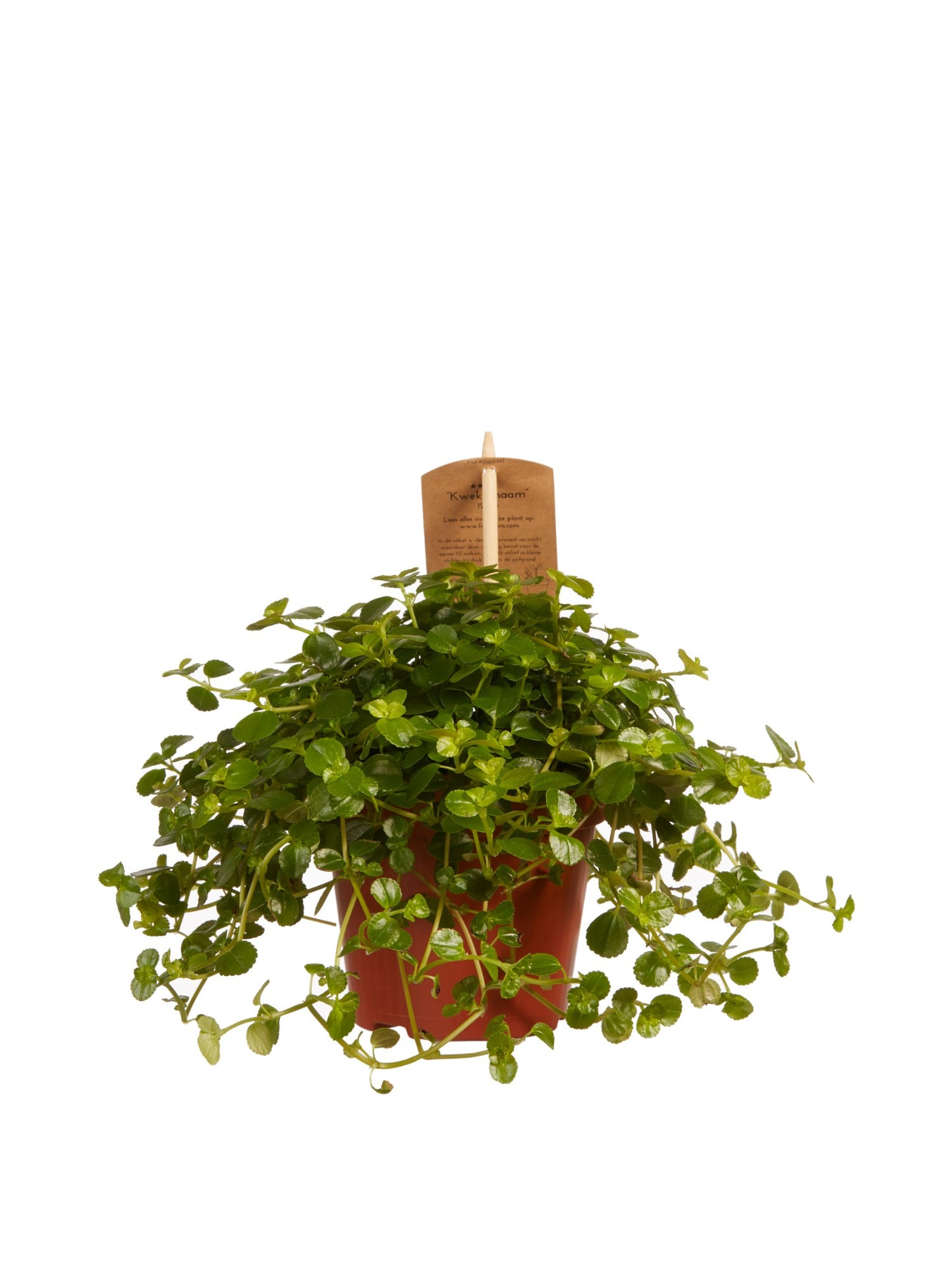 Pilea depressa Sao Paulo