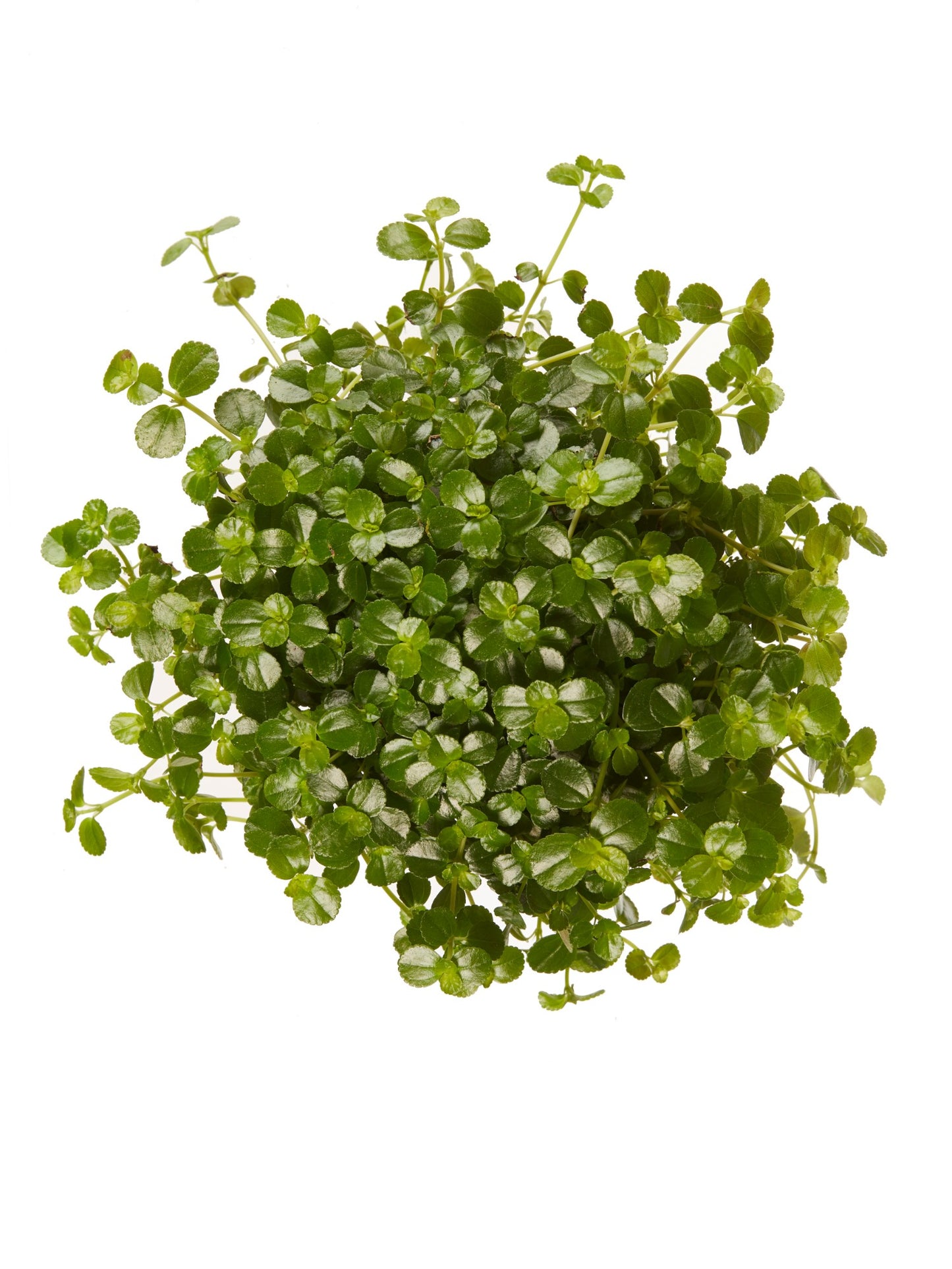 Pilea depressa Sao Paulo