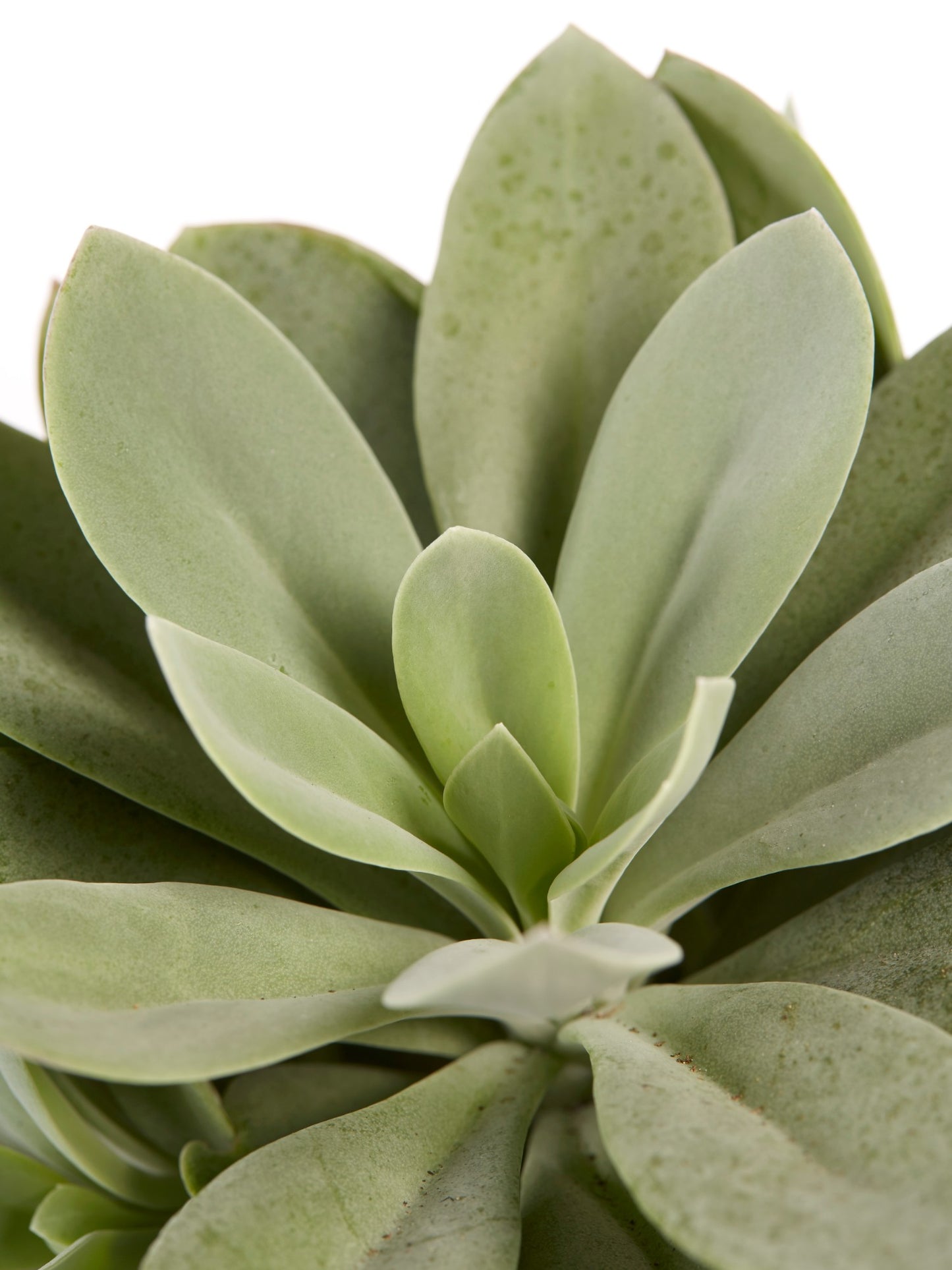 Senecio cephalophorus