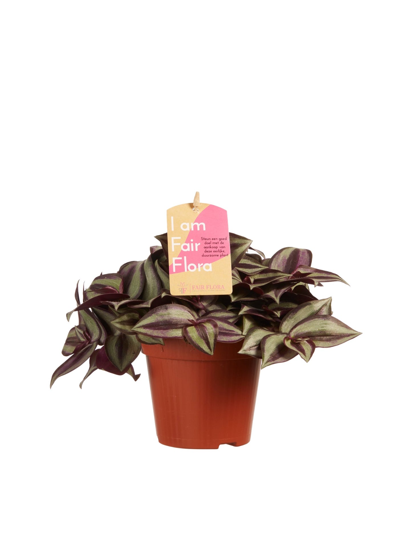 Tradescantia zebrina