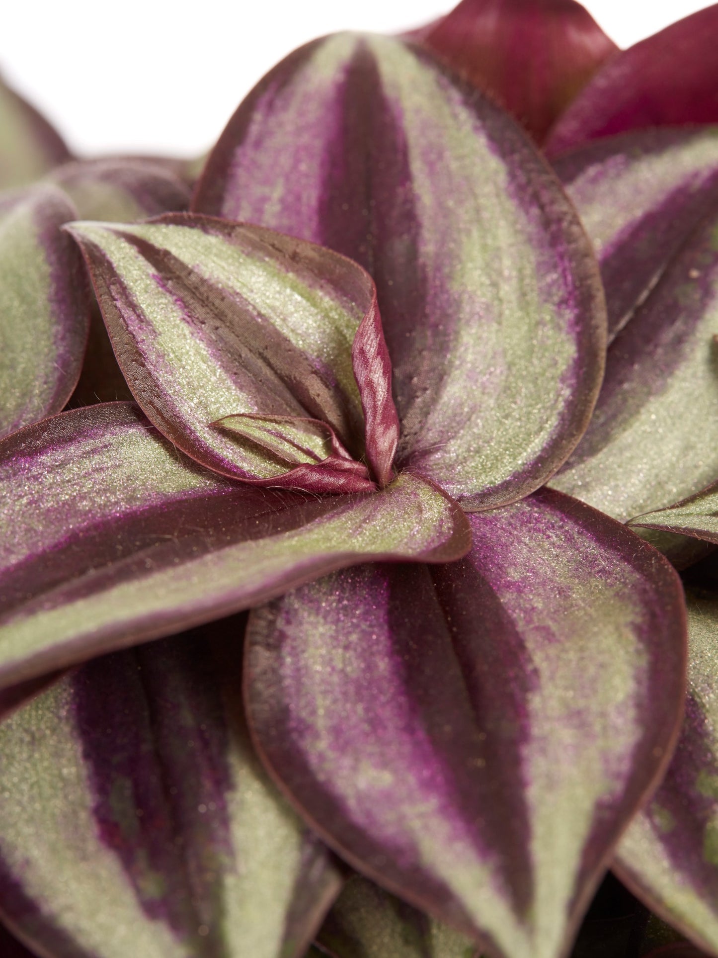 Tradescantia zebrina