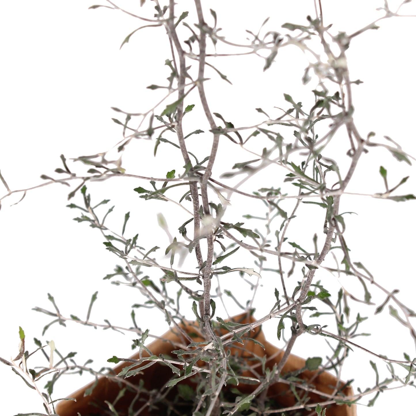 Maori Corokia