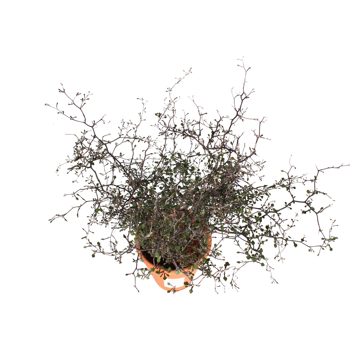 Maori Corokia