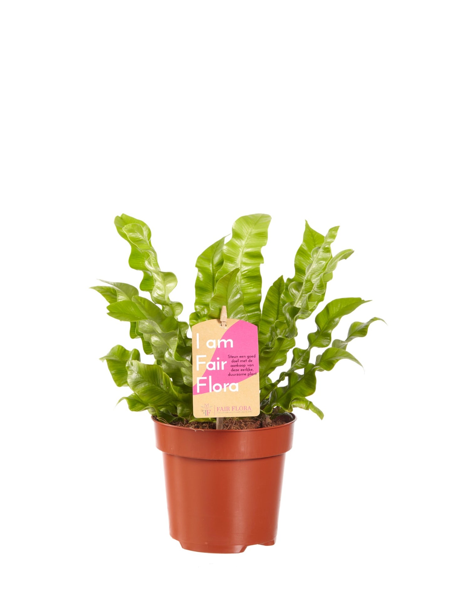 Luchtzuiverende mix, Clusia, Asplenium, Philodendron