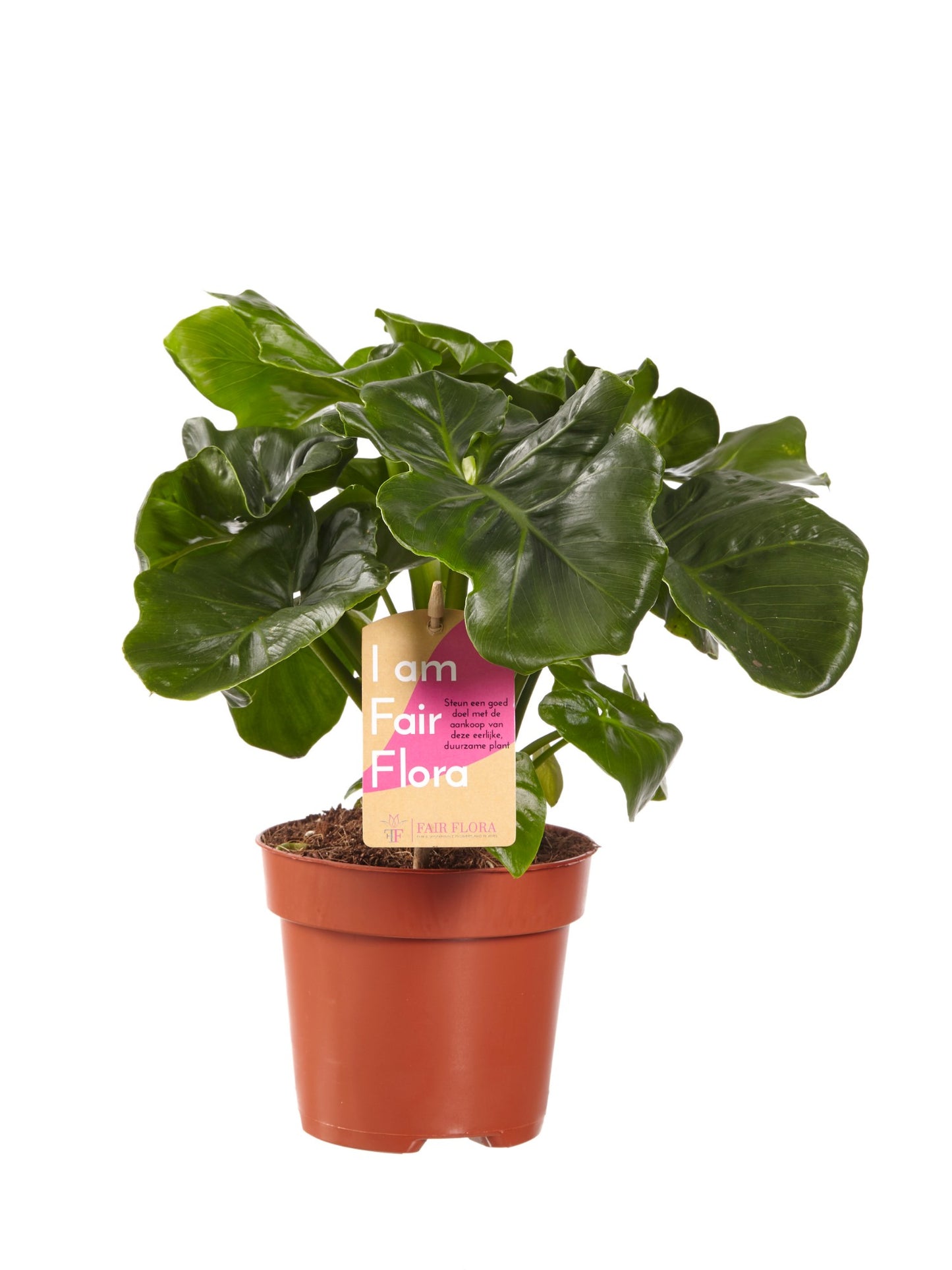 Luchtzuiverende mix, Clusia, Asplenium, Philodendron
