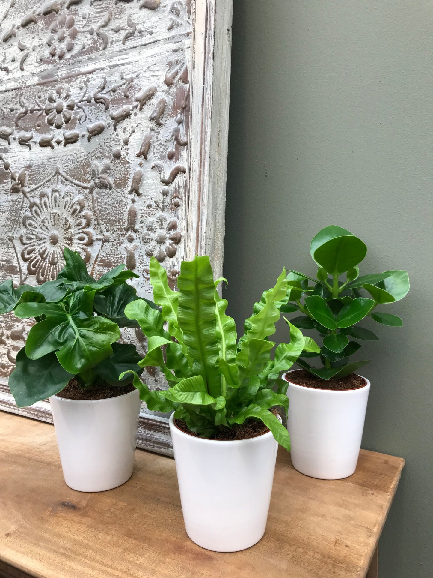 Luchtzuiverende mix, Clusia, Asplenium, Philodendron