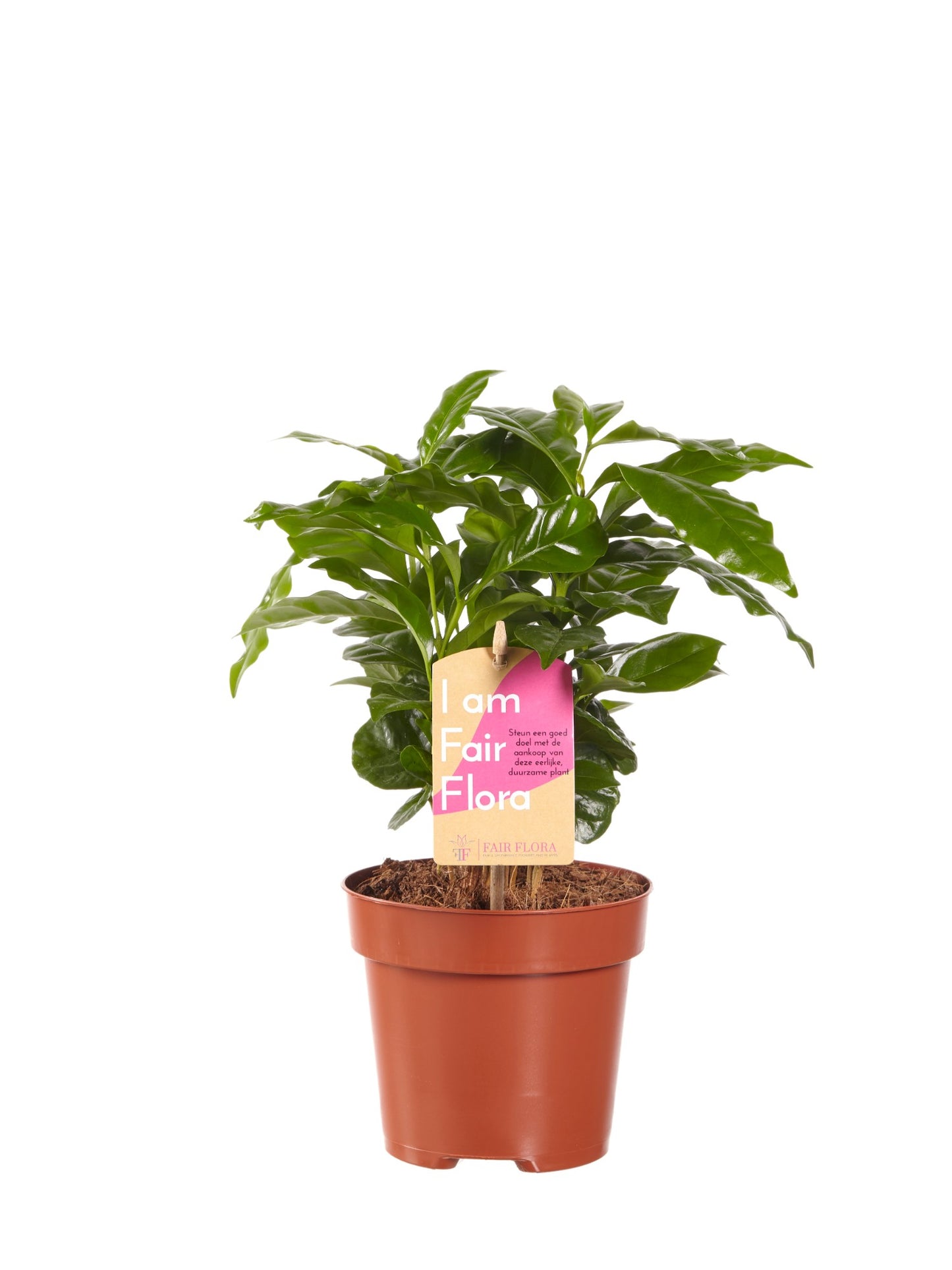 Koffie plant