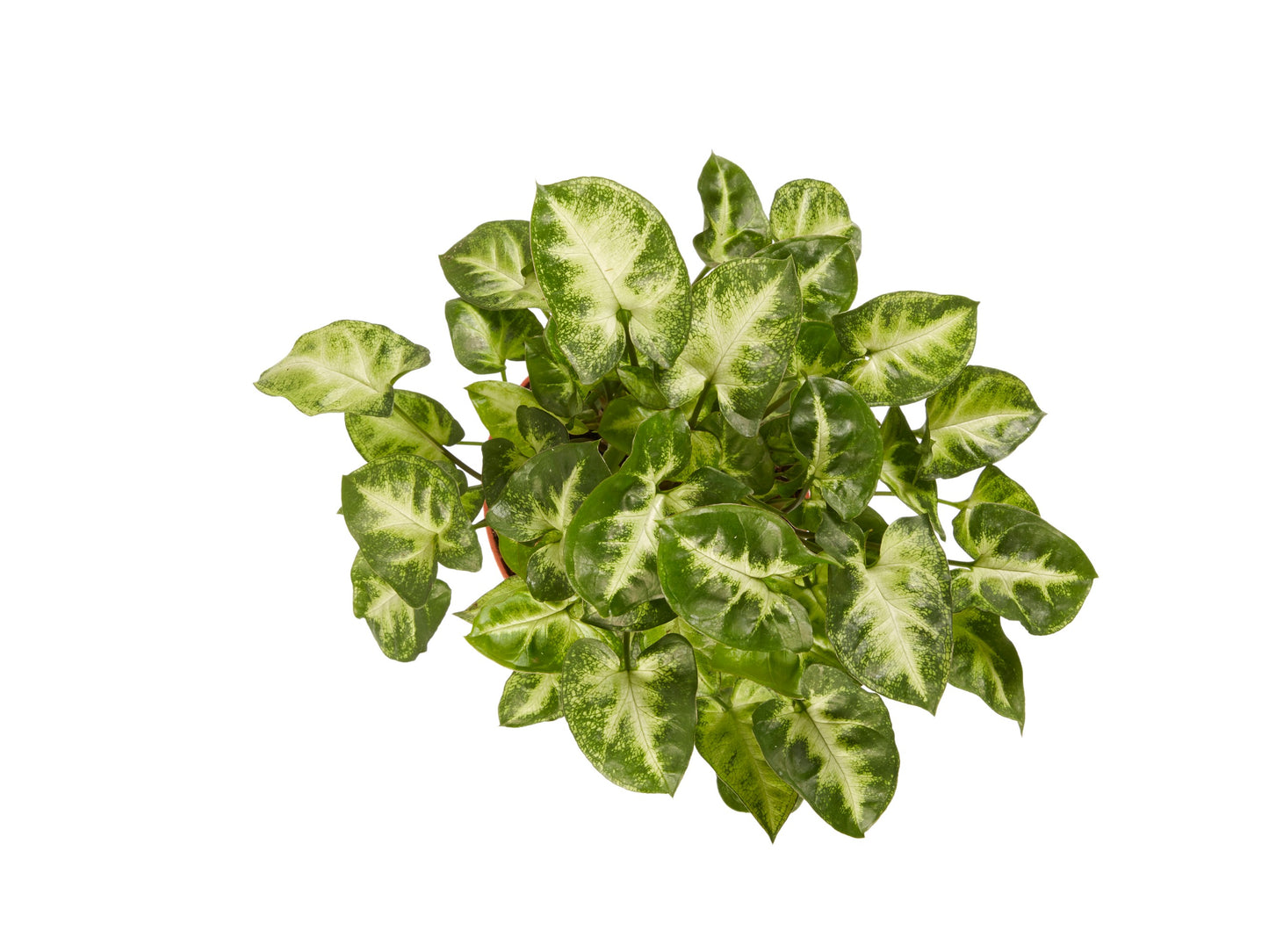 Syngonium Pixi