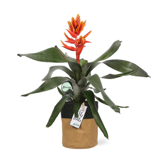 Aechmea Pepita Elegant Flames single pot "BigBag"