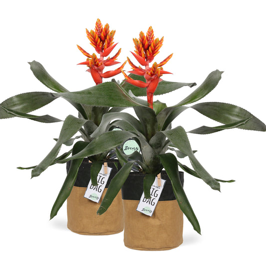 Aechmea Pepita Elegant Flames double pot "BigBag"